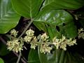 Sandoricum koetjape
